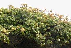Aeonium haworthii image