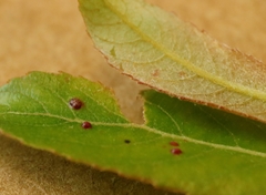 Anthocoptini