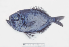 Diretmichthys parini