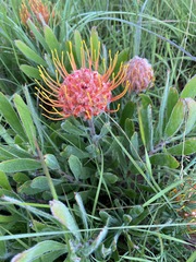 Leucospermum gerrardii image