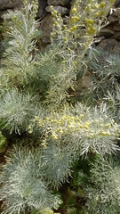 Artemisia arborescens