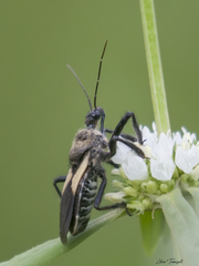 Apiomerus flavipennis