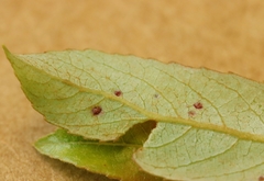 Anthocoptini