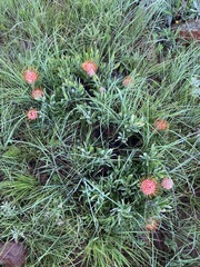 Leucospermum gerrardii image