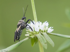 Apiomerus flavipennis