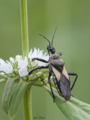 Apiomerus flavipennis