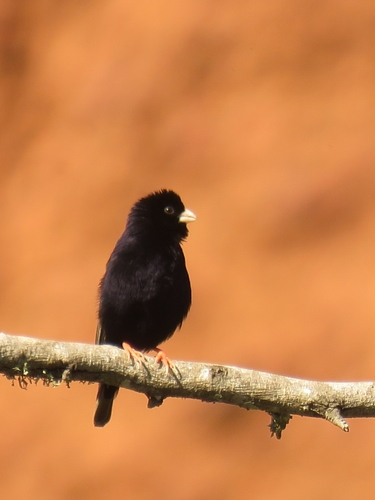 Dusky Indigobird (Vidua funerea), photo 10