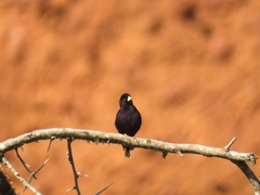 Vidua funerea funerea