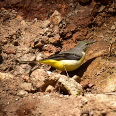 Motacilla cinerea