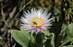 Helichrysum ecklonis
