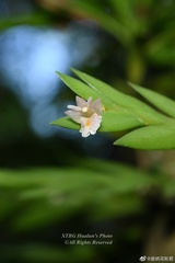 Dendrobium terminale