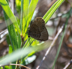 Aricoris constantius
