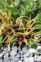 Orbea caudata