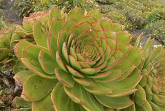 Aeonium lancerottense image