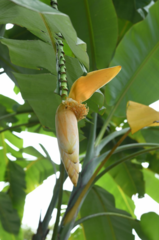 Musa nagensium