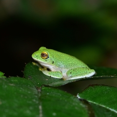 Raorchestes jayarami
