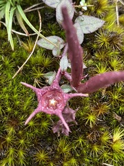 Ceropegia coddii image