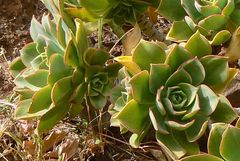 Aeonium lancerottense image