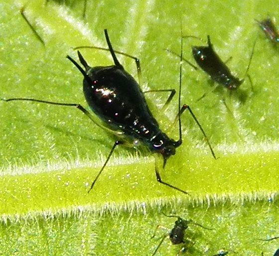 Bicolored Frostweed Aphid