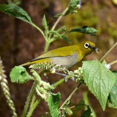 Zosterops palpebrosus