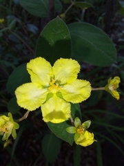 Sphedamnocarpus pruriens pruriens