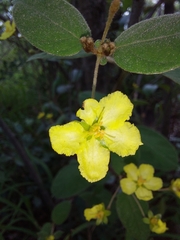 Sphedamnocarpus pruriens pruriens