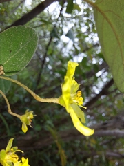 Sphedamnocarpus pruriens pruriens