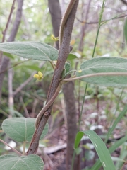 Sphedamnocarpus pruriens pruriens