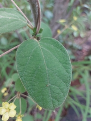 Sphedamnocarpus pruriens pruriens