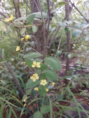 Sphedamnocarpus pruriens pruriens