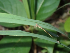 Aciagrion pallidum