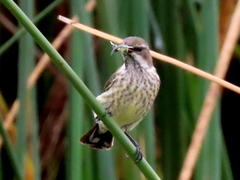 Cinnyris bifasciatus microrhynchus