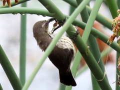 Cinnyris bifasciatus microrhynchus