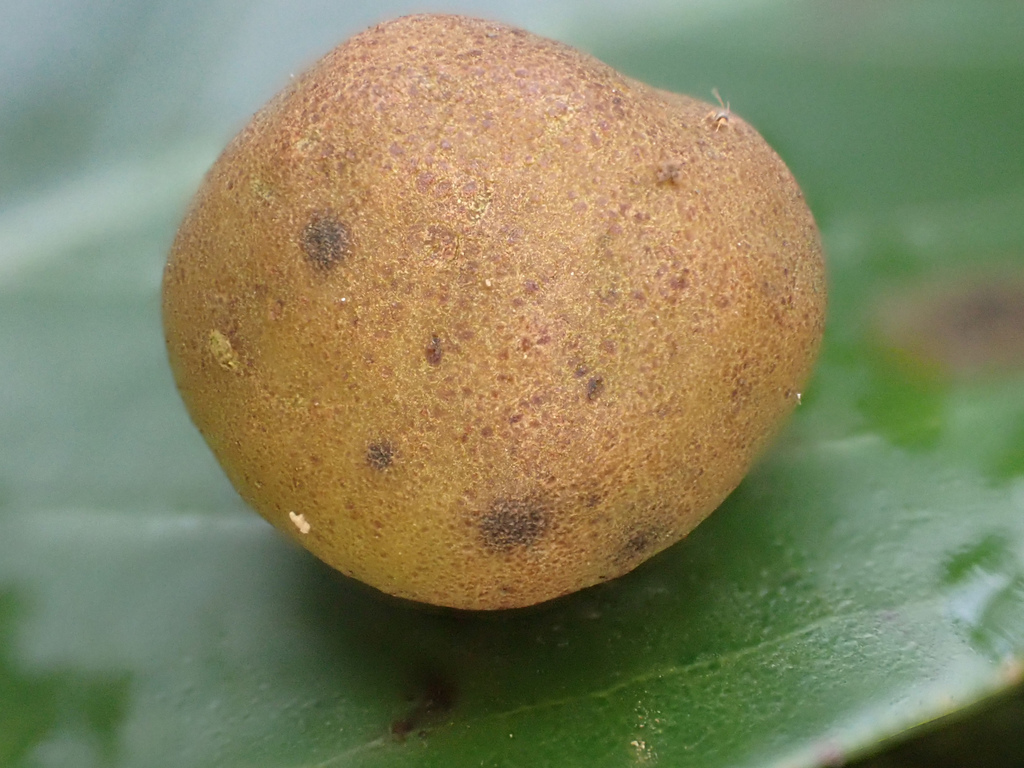 Neotrioza