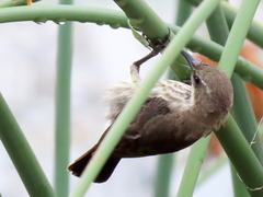 Cinnyris bifasciatus microrhynchus