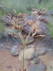 Bulbostylis burchellii