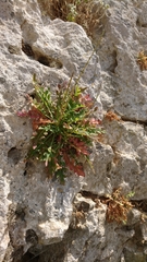 Lactuca acanthifolia