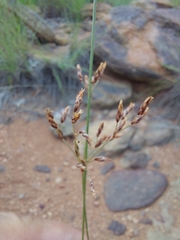 Bulbostylis burchellii