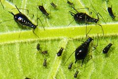 Uroleucon verbesinae