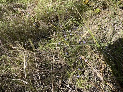 Lobelia feayana image