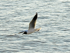 Chroicocephalus maculipennis