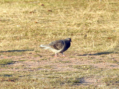 Columba livia