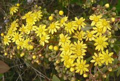 Aeonium spathulatum image