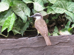 Pitangus sulphuratus