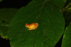 Dendropsophus tapacurensis