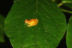 Dendropsophus tapacurensis