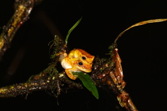 Dendropsophus tapacurensis