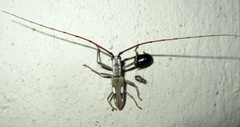 Olenecamptus olenus