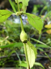 Neolasioptera lycopi