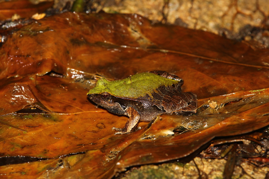 Barker Frog